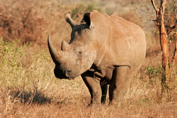 Rinoceronte branco — Fotografia de Stock