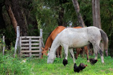 Horses and chickens clipart