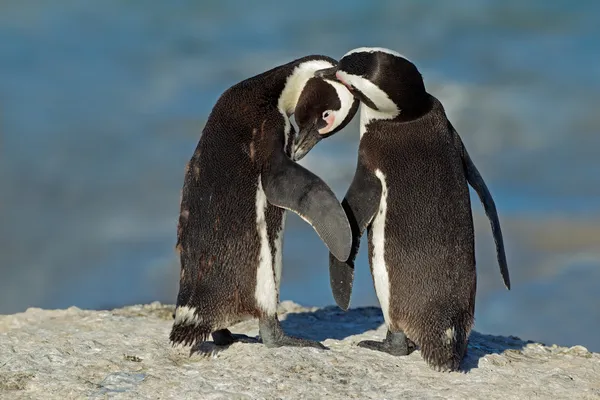Pingouins africains — Photo