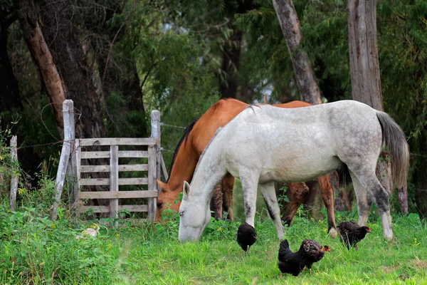 Koně a kuřata — Stock fotografie