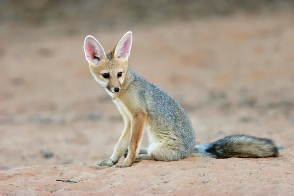 Cape fox — Stock Photo, Image