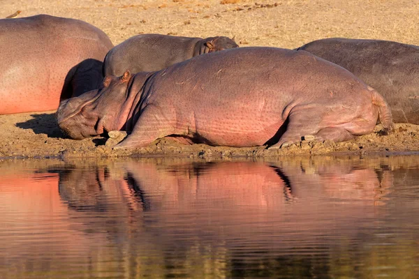 Hippo family — Stockfoto