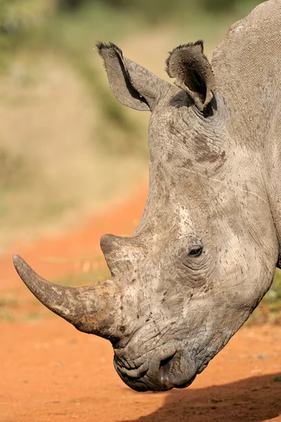Nosorožec tuponosý — Stock fotografie