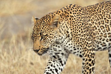 SAP leopar