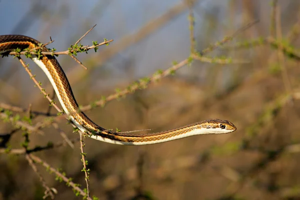 Forked-marked sand snake — Stock Photo, Image