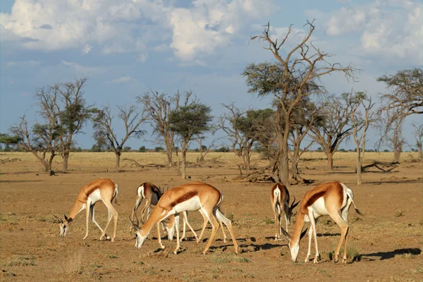 Springbok herd — Stock Photo, Image