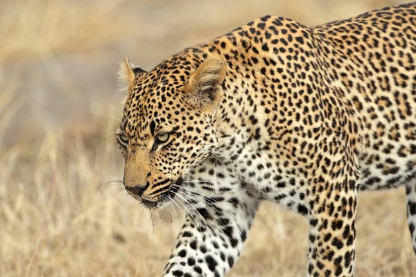 Stalking leopard — Stockfoto