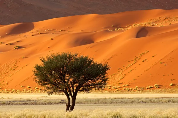 木、砂丘と草の風景 — ストック写真