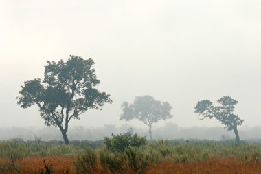 Trees in mist clipart