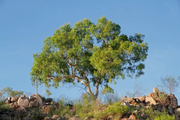 Albero di eucalipto — Foto Stock