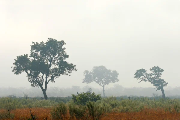 Bomen in mist — Stockfoto