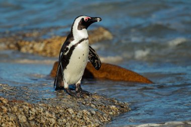 African penguin clipart