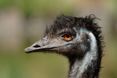 Emu portrait clipart