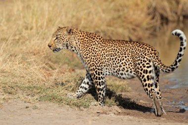 Leopard walking clipart