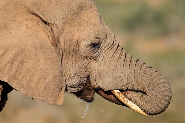 Elefante africano che beve — Foto Stock