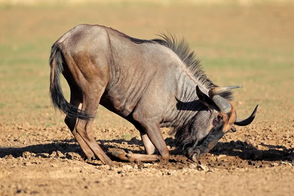 Mavi wildebeest oynama — Stok fotoğraf