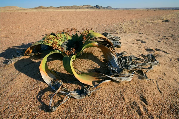 Welwitschia, deserto del Namib — Foto Stock