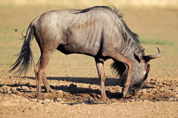 Blue wildebeest, hraje — Stock fotografie