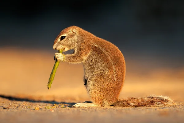 Feeding ground squirrel — Stock Photo, Image