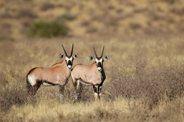 Gemsbok antilopen — Stockfoto