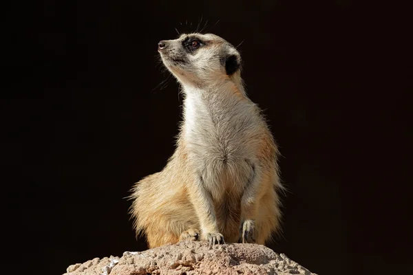 Meerkat na straży — Zdjęcie stockowe