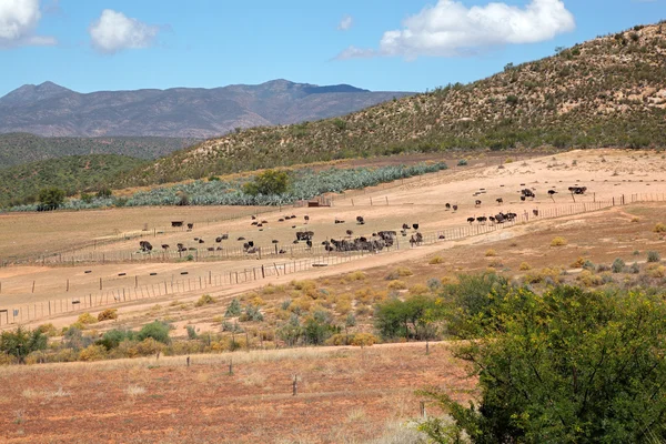 Struisvogel boerderij landschap — Stockfoto