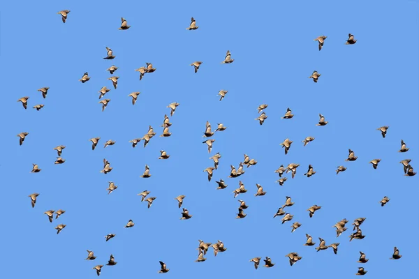 Strakaté sandgrouse v letu — Stock fotografie