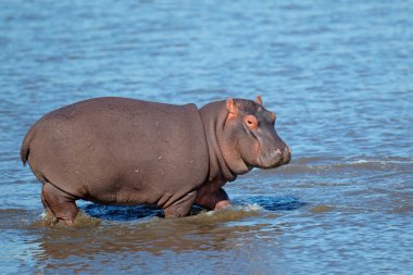 Hippopotamus in water clipart