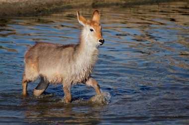 su genç waterbuck