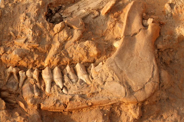 Antiguo hueso fósil de la mandíbula — Foto de Stock