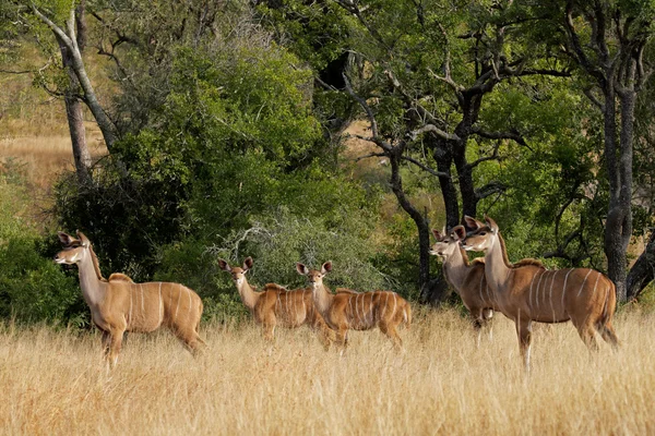 Kudu antilopları — Stok fotoğraf