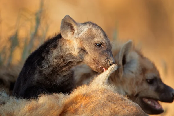 Zauważył hiena szczenię — Zdjęcie stockowe