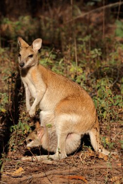 Agile Wallaby and baby clipart