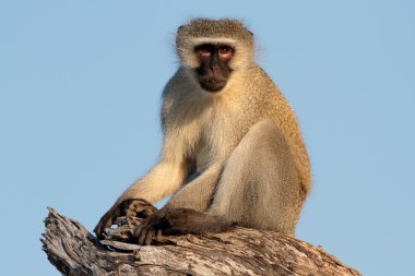 Vervet monkey clipart