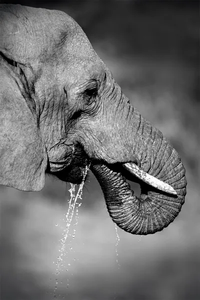 stock image African elephant drinking