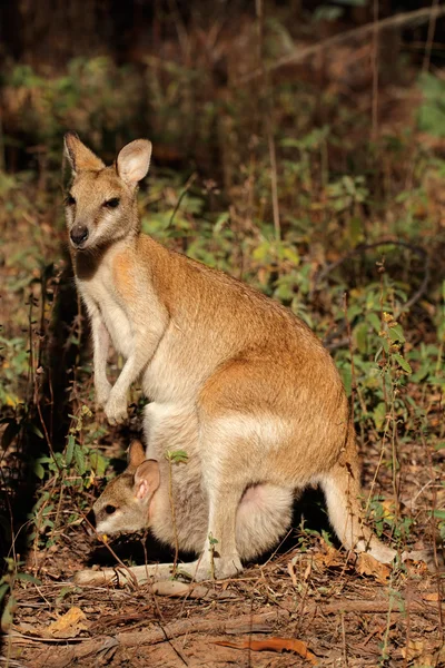 Ágil Wallaby e bebê — Fotografia de Stock