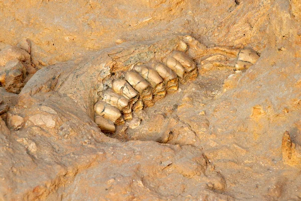 古代の化石の顎の骨 — ストック写真