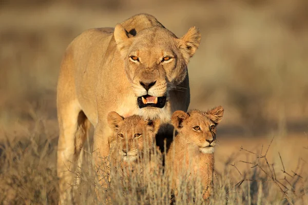 Lioness with cubs — Stock Photo, Image