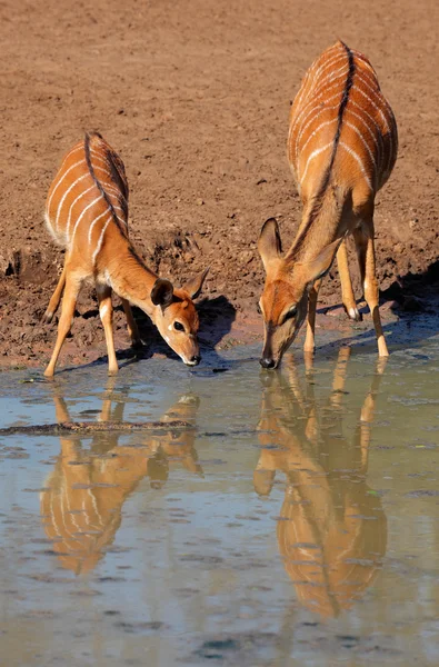 Nyala-Antilopen trinken — Stockfoto
