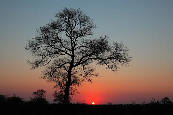 サバンナの日没 — ストック写真
