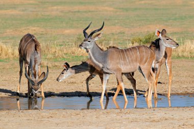 kudu antilopları