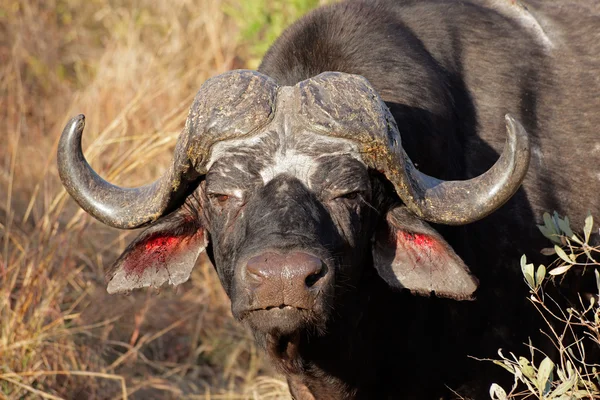 Kafferbuffel stier — Stockfoto