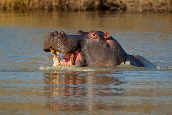 Hipopótamo agresivo — Foto de Stock