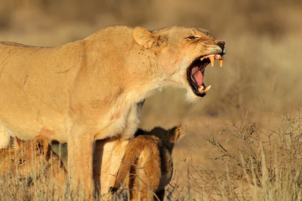 Aggressiva lejoninna med ungar — Stockfoto