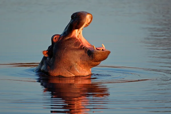 Nilpferd im Wasser — Stockfoto