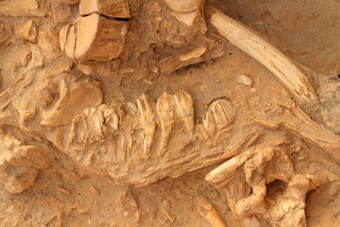 eski fosil çene kemiği