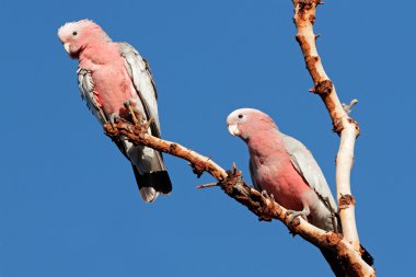 Galah Cockatoos, Australia clipart