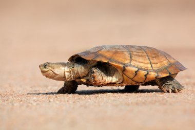 Helmeted terrapin clipart