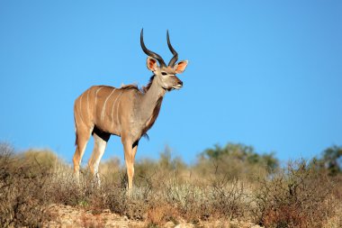 Kudu antelope clipart