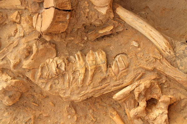 Стародавня скам'янілої щелепи кістка — стокове фото